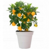 Kako uzgojiti narandžu iz sjemenke kod kuće